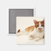Aimant Chat sur arrière - plan blanc (Recto/Verso)