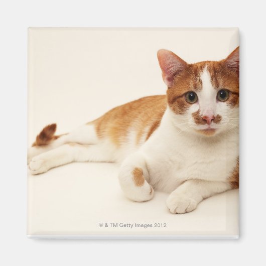 Aimant Chat sur arrière - plan blanc (Devant)