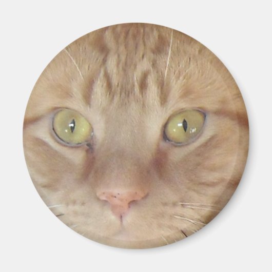 Aimant Chat Tabby Orange (Devant)