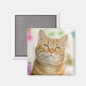 Aimant Chat Tabby Sucré Orange (Recto/Verso)