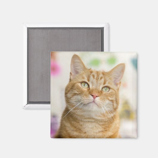 Aimant Chat Tabby Sucré Orange (Recto/Verso)