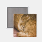 Aimant Chat tigré orange dormant dans un panier (Recto/Verso)