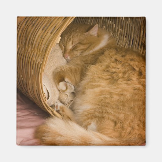 Aimant Chat tigré orange dormant dans un panier (Devant)