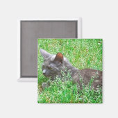 Aimant Chat Tortie gris (Recto/Verso)