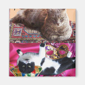 AIMANT CHAT TURQUE EN MÉDITATION TRANSCENDENTALE (Devant)