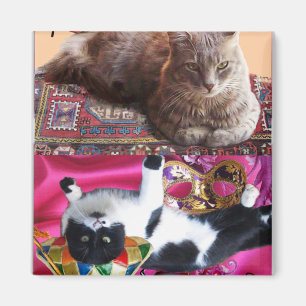 AIMANT CHAT TURQUE EN MÉDITATION TRANSCENDENTALE
