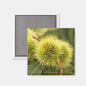 Aimant châtaignes fermées sur l'arbre (Recto/Verso)