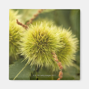 Aimant châtaignes fermées sur l'arbre