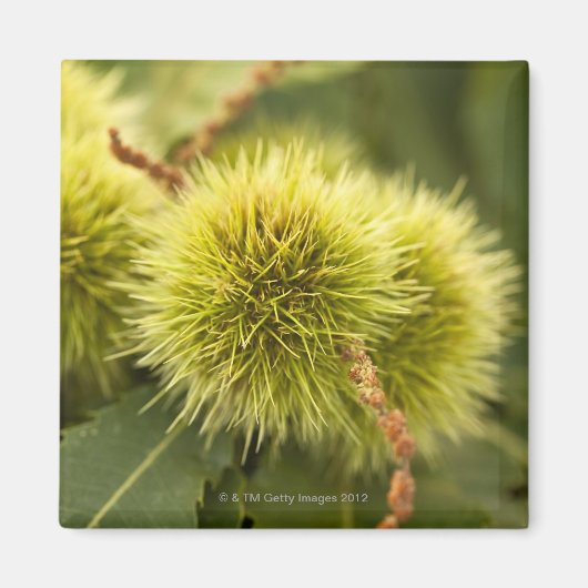 Aimant châtaignes fermées sur l'arbre (Devant)