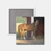 Aimant Châtaignier (Recto/Verso)