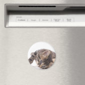 Aimant chaton (In Situ (Lave-vaisselle))