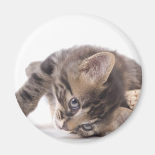 Aimant chaton