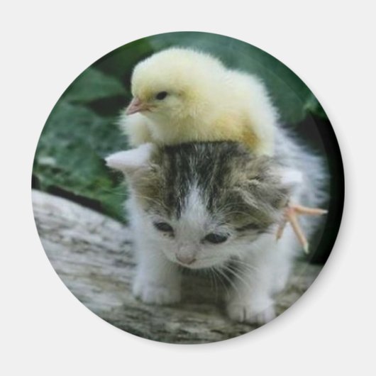 Aimant chaton (Devant)