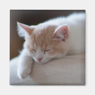 Aimant Chaton beige et blanc fatigué