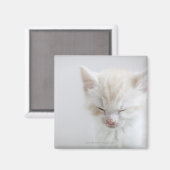 Aimant Chaton blanc dormant (Recto/Verso)