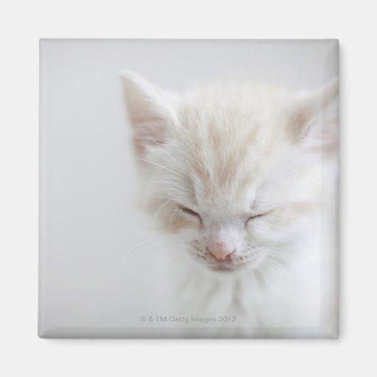 Aimant Chaton blanc dormant (Devant)