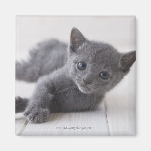 Aimant Chaton bleu russe