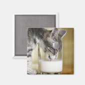 Aimant Chaton boit du lait de verre (Recto/Verso)