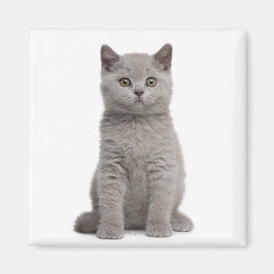 Aimant Chaton britannique de Shorthair