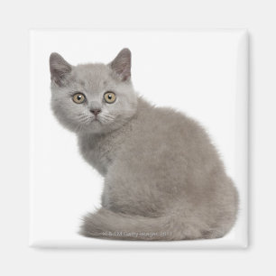 Aimant Chaton britannique de Shorthair (10 semaines de)