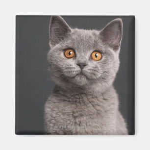 Aimant Chaton britannique de Shorthair (3 mois)
