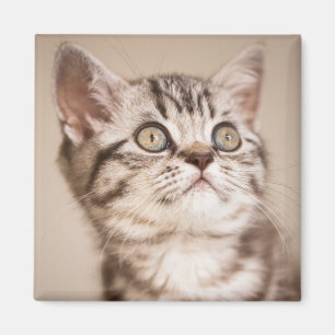 Aimant Chaton britannique gris mignon de cheveux courts