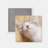 Aimant Chaton couchant (Recto/Verso)