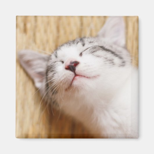 Aimant Chaton couchant (Devant)