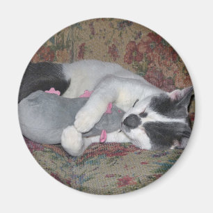 Aimant Chaton couchant