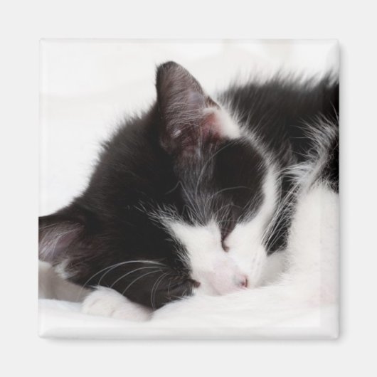 Aimant Chaton couchant (Devant)