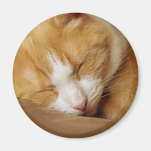 Aimant Chaton couchant