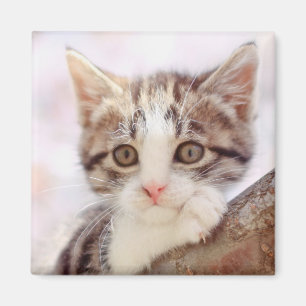 Aimant Chaton dans un arbre
