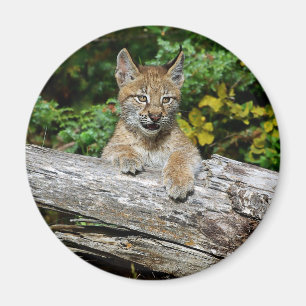 Aimant Chaton de Lynx de Sibérien