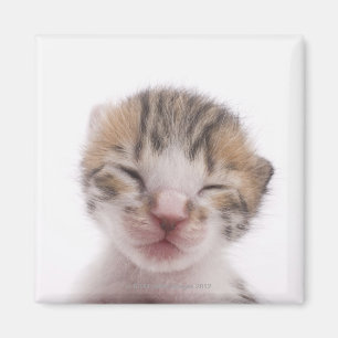 Aimant Chaton dormant