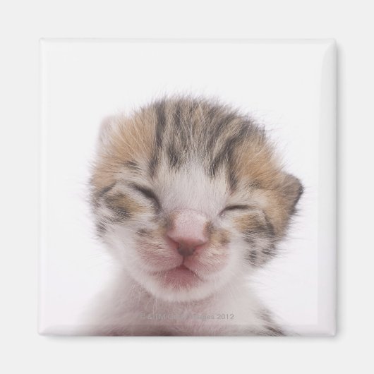 Aimant Chaton dormant (Devant)