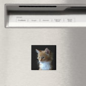 Aimant chaton Maine Cute Coon (In Situ (Lave-vaisselle))