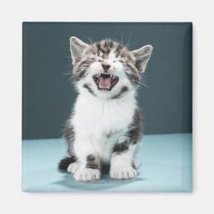 Aimant Chaton meowing
