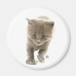 Aimant chaton mignon