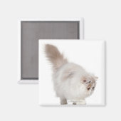 Aimant Chaton persan (3 mois) (Recto/Verso)