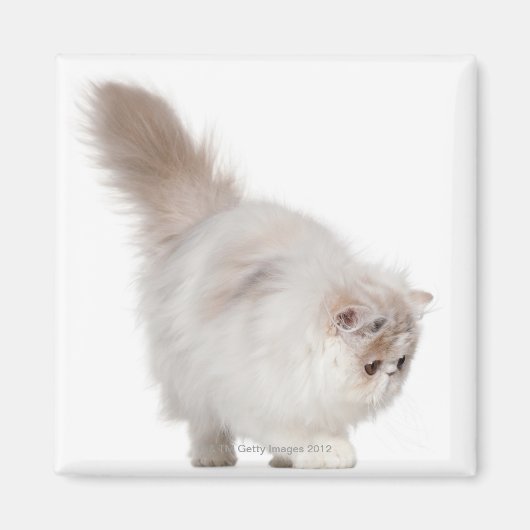 Aimant Chaton persan (3 mois) (Devant)
