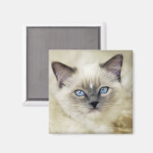 Aimant Chaton Ragdoll (Recto/Verso)