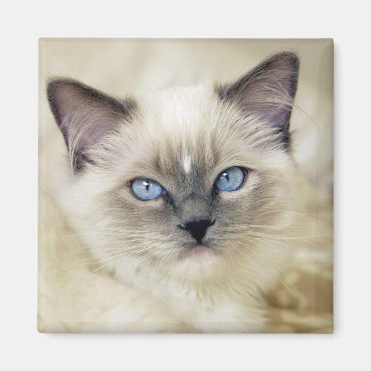 Aimant Chaton Ragdoll (Devant)