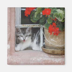 Aimant Chaton regardant la fenêtre