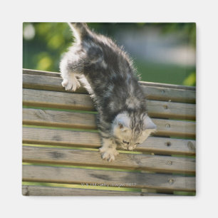 Aimant Chaton se déplaçant vers le bas sur le banc
