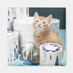 Aimant Chaton se reposant parmi des bidons de peinture