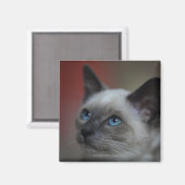 Aimant chaton siamois (Recto/Verso)