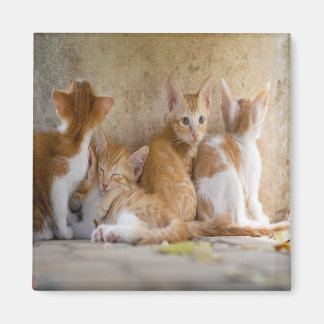 Aimant Chaton tigré orange et blanc/Ajoutez la photo de v