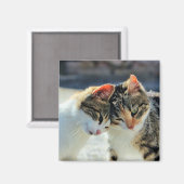 Aimant Chatons (Recto/Verso)