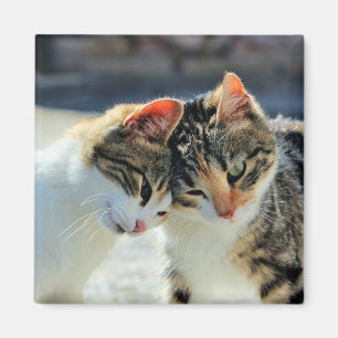 Aimant Chatons
