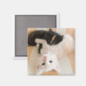 Aimant Chatons Blancs Et Noirs (Recto/Verso)
